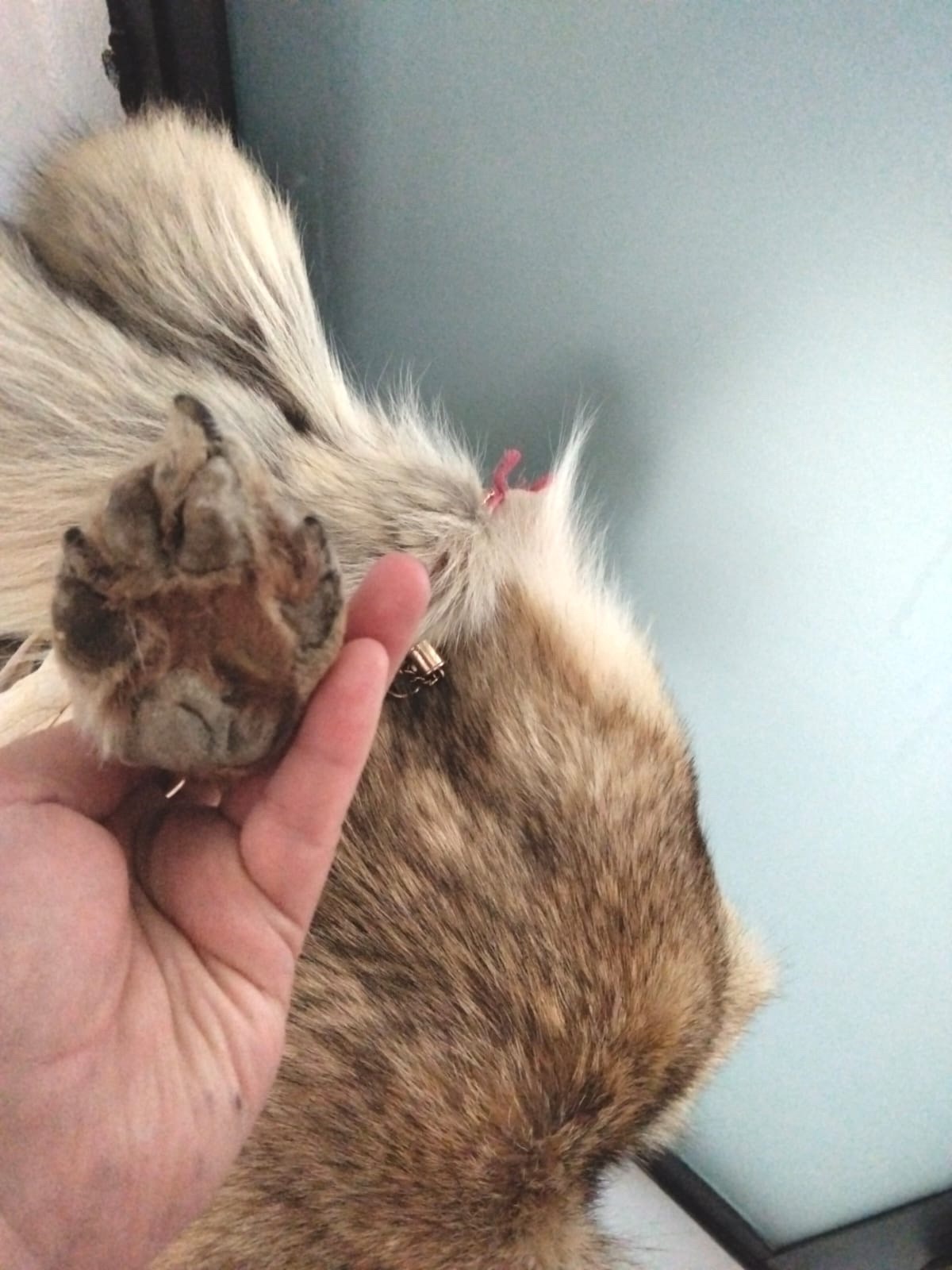 Patitas