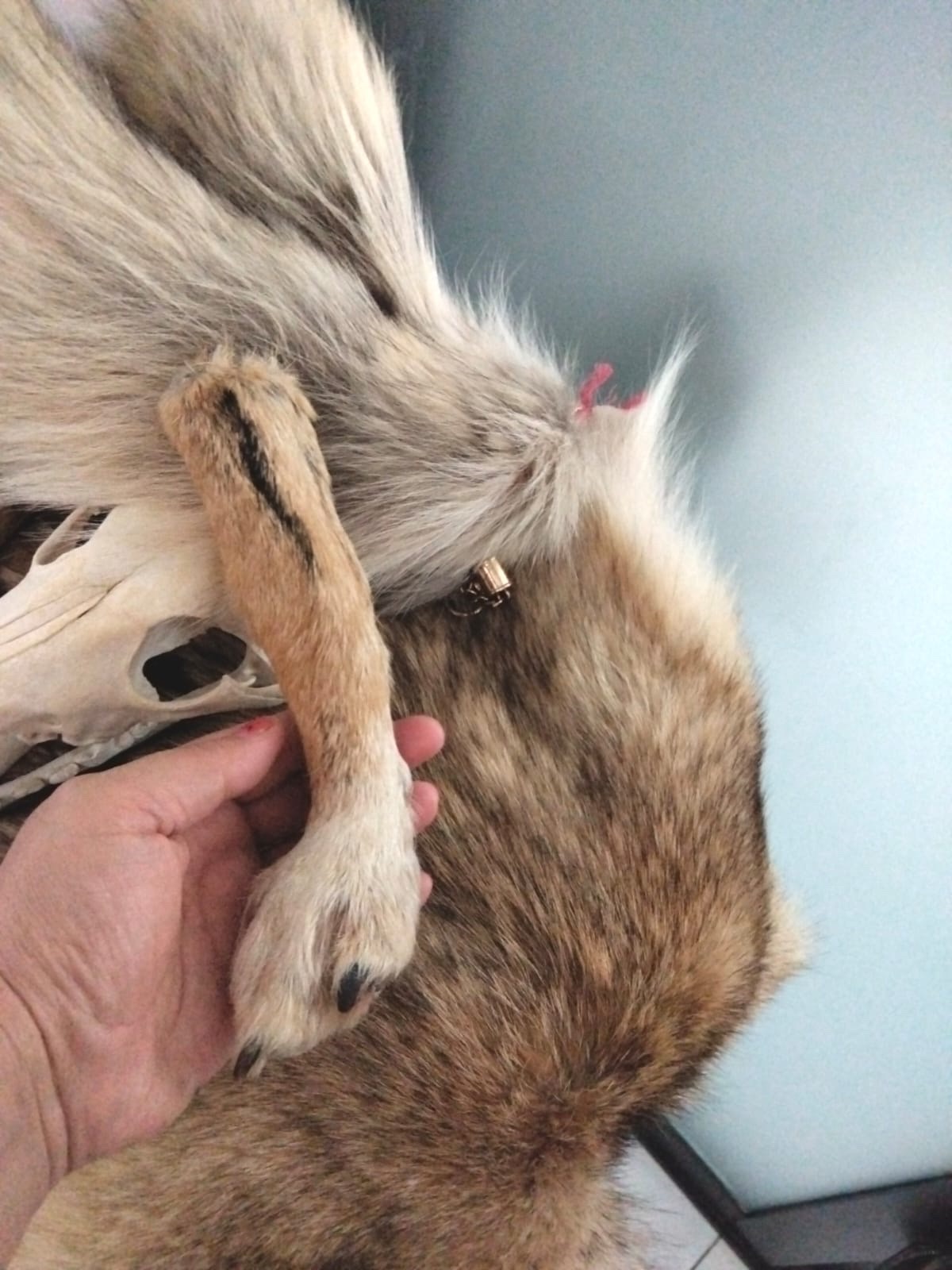 Patitas y colitas