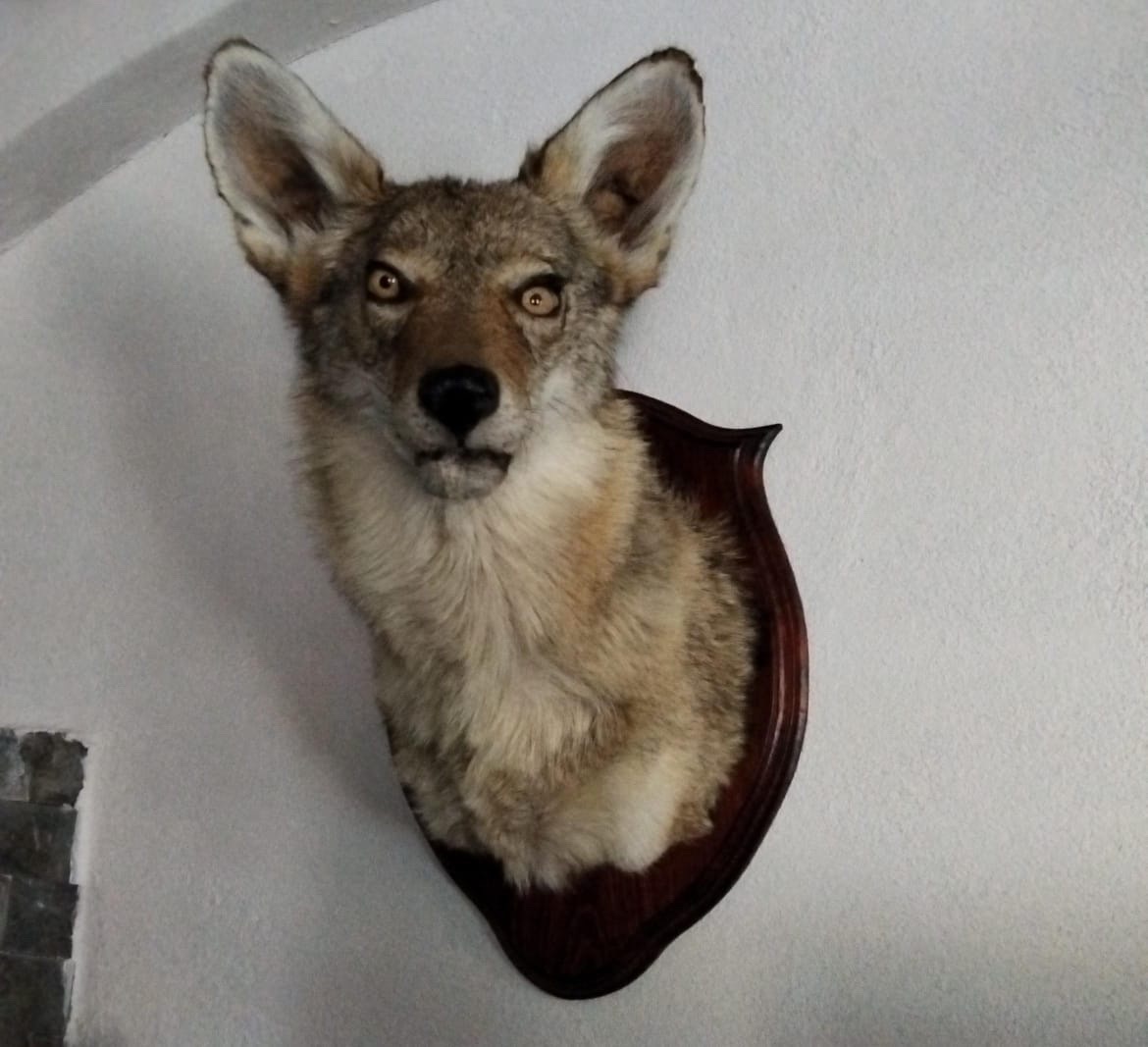 Publicidad COYOTL no está a la venta