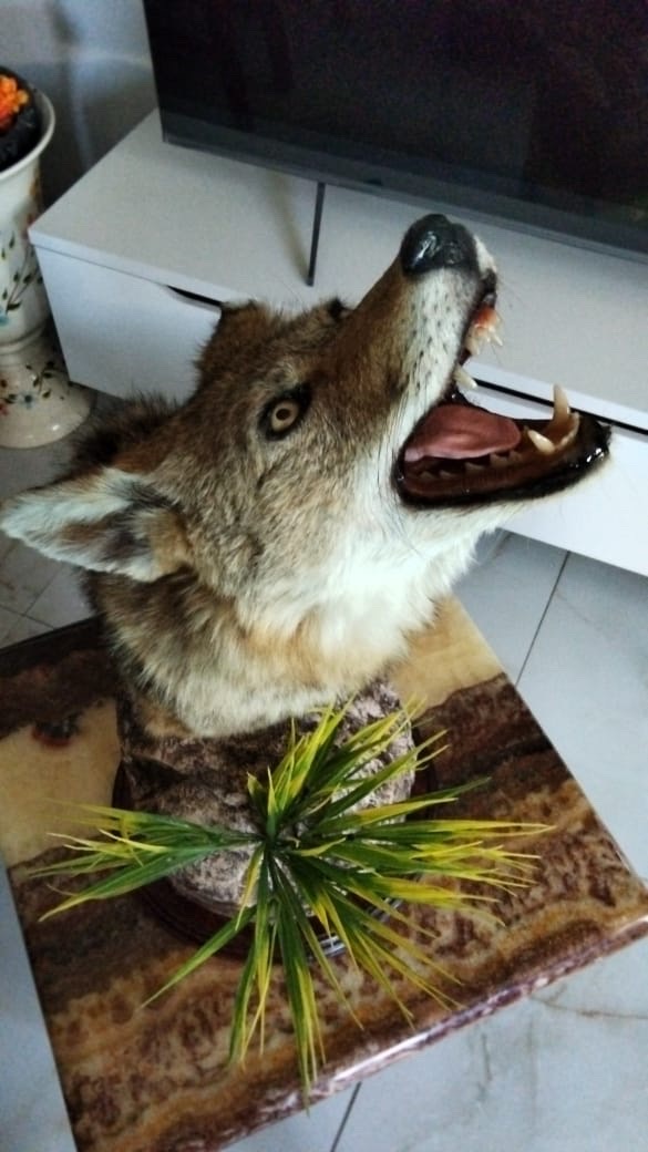 Publicidad COYOTL no está a la venta