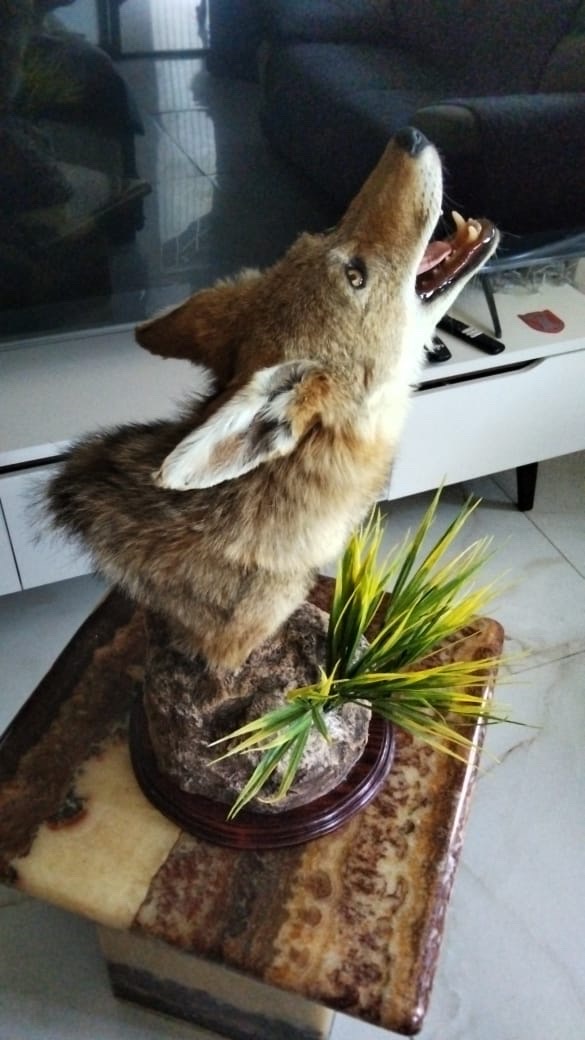 Publicidad COYOTL no está a la venta