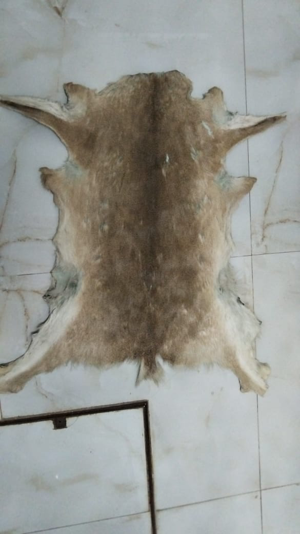 Venado